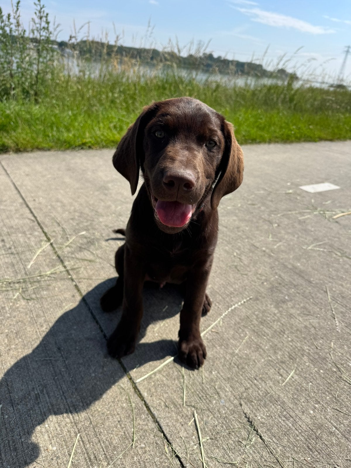 Te koop lieve bruine labrador Reu en zindelijk, Dieren en Toebehoren, Honden | Retrievers, Spaniëls en Waterhonden, Reu, 8 tot 15 weken