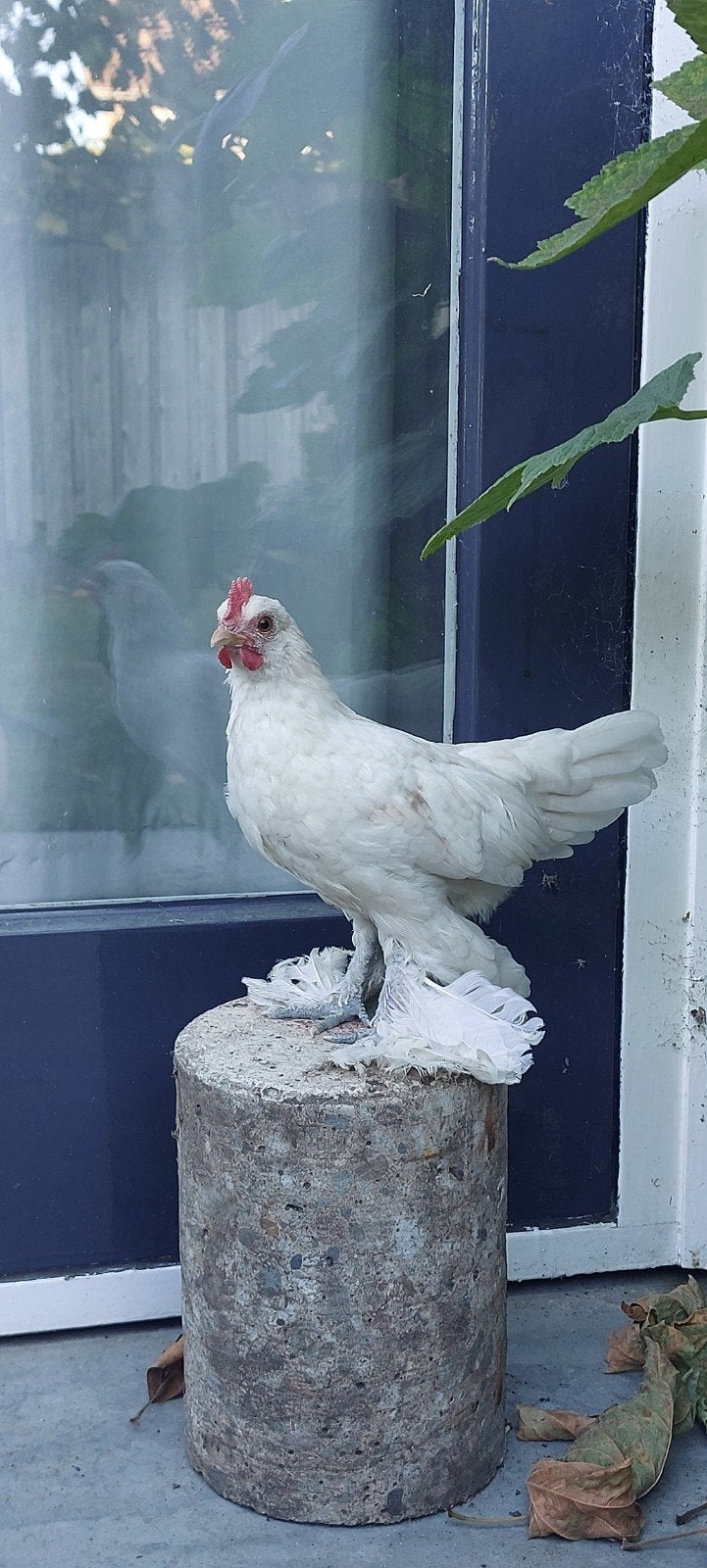sabelpootkriel haantje 12,5 week gratis afhalen, Dieren en Toebehoren, Pluimvee, Mannelijk, Kip