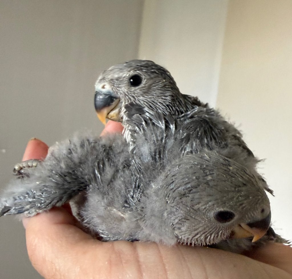 Agapornis, Geslacht onbekend, Dwergpapegaai of Agapornis, Tam