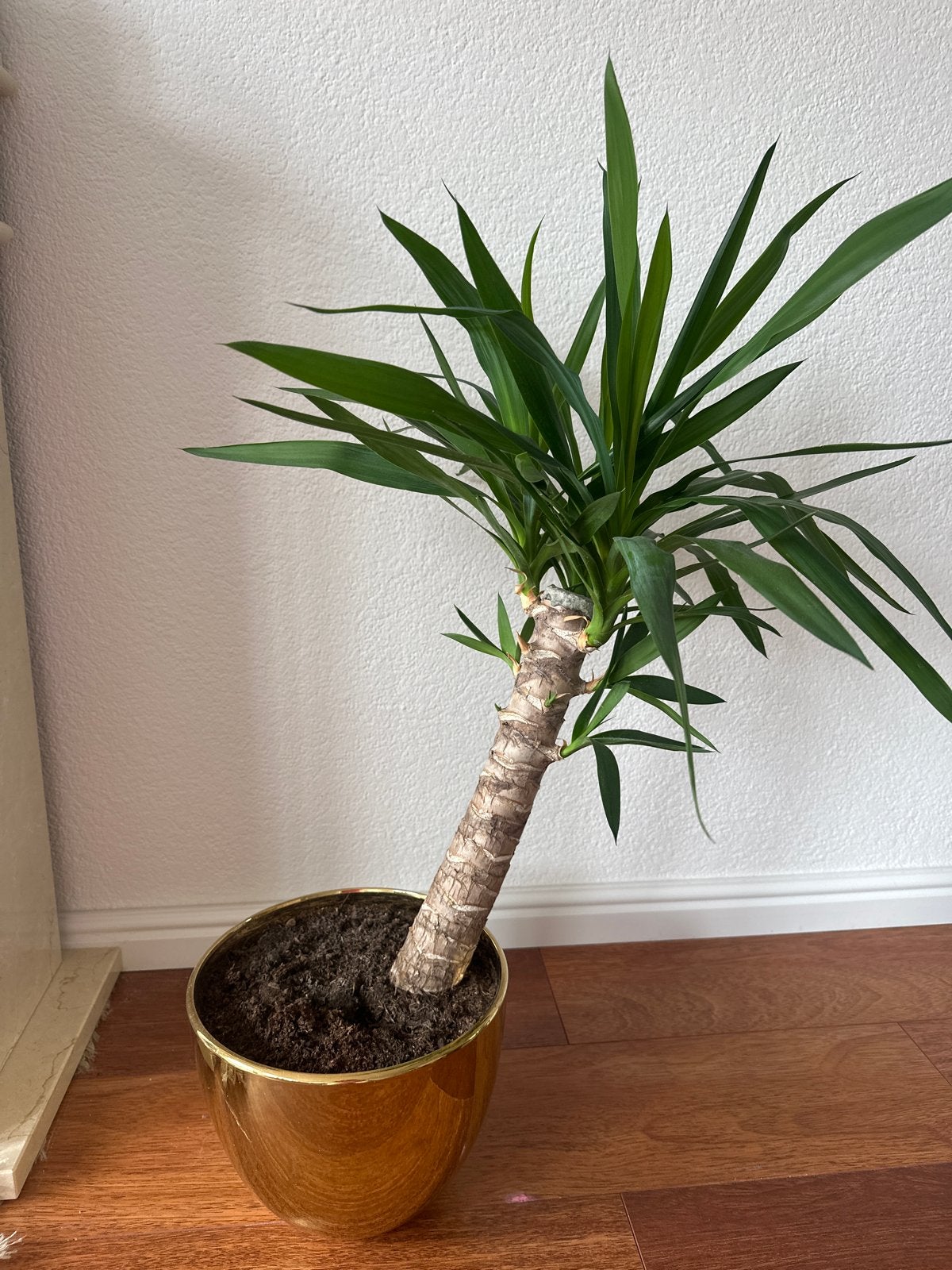 Yucca elephantipes plant in gouden pot, Ophalen, Halfschaduw, In pot, Minder dan 100 cm