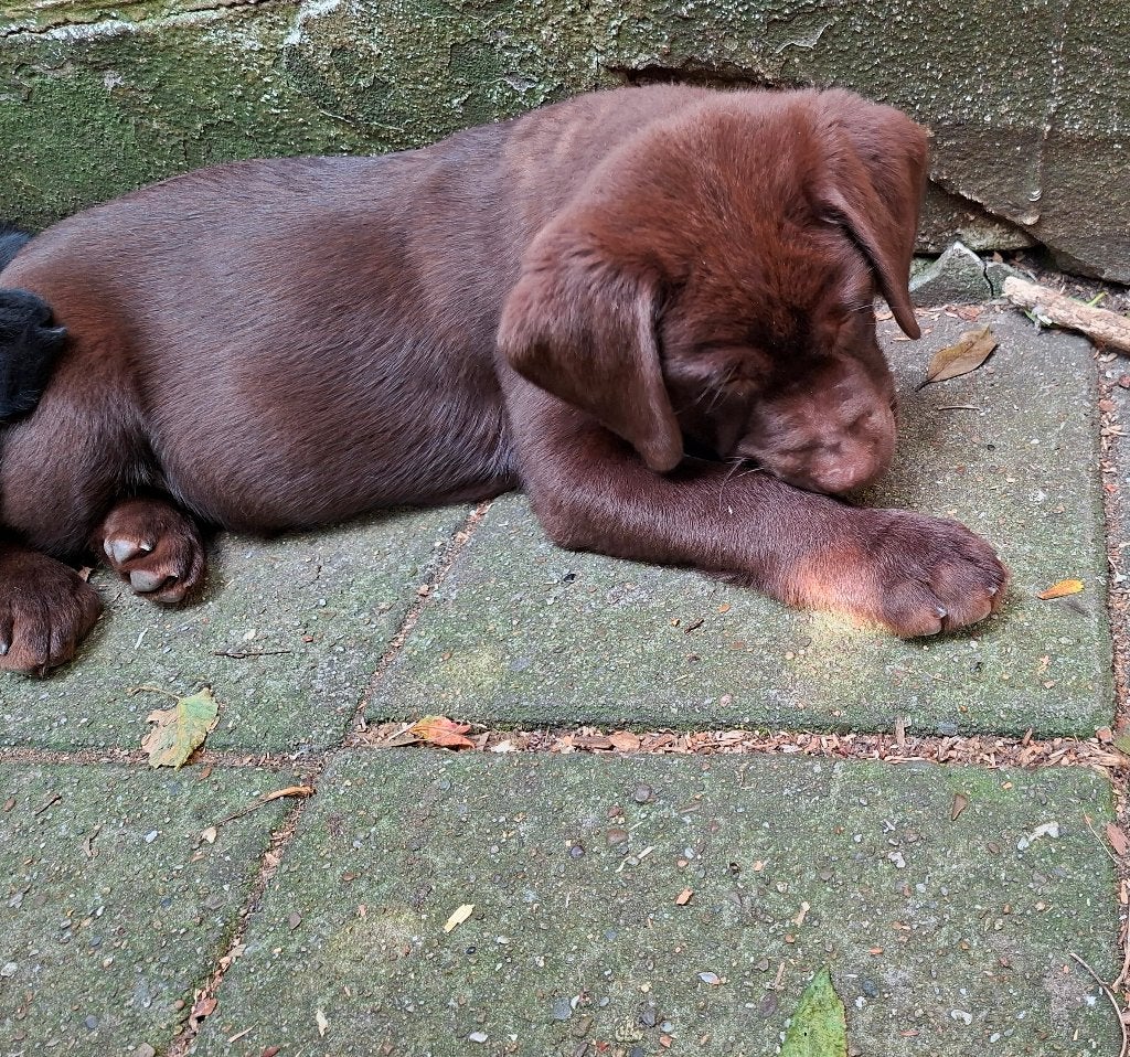 Lieve kruising Labrador pups chocolate en zwart., Parvo, 8 tot 15 weken, Meerdere, Meerdere dieren