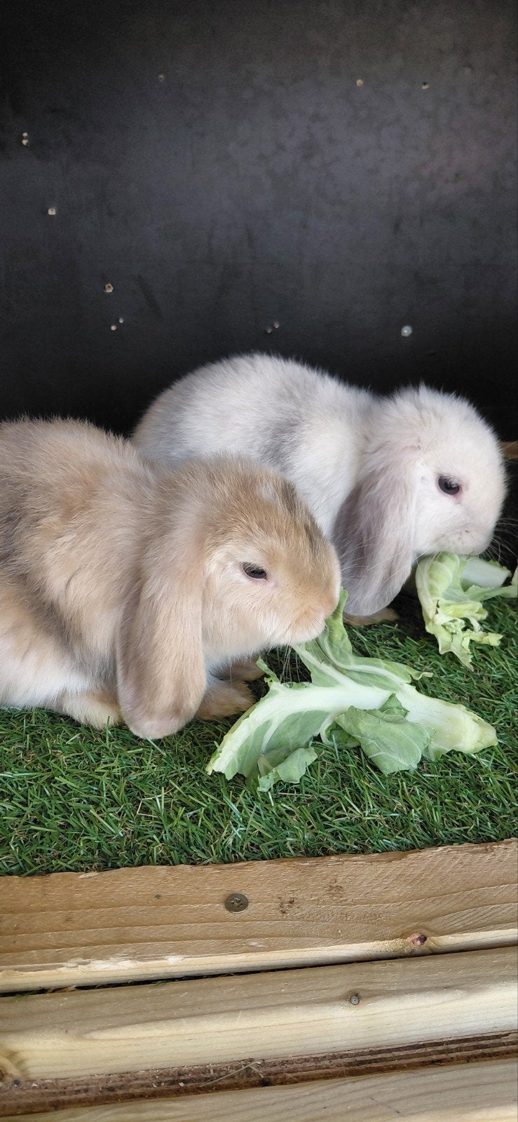 Minilop konijntjes super tam, Meerdere dieren, Dwerg