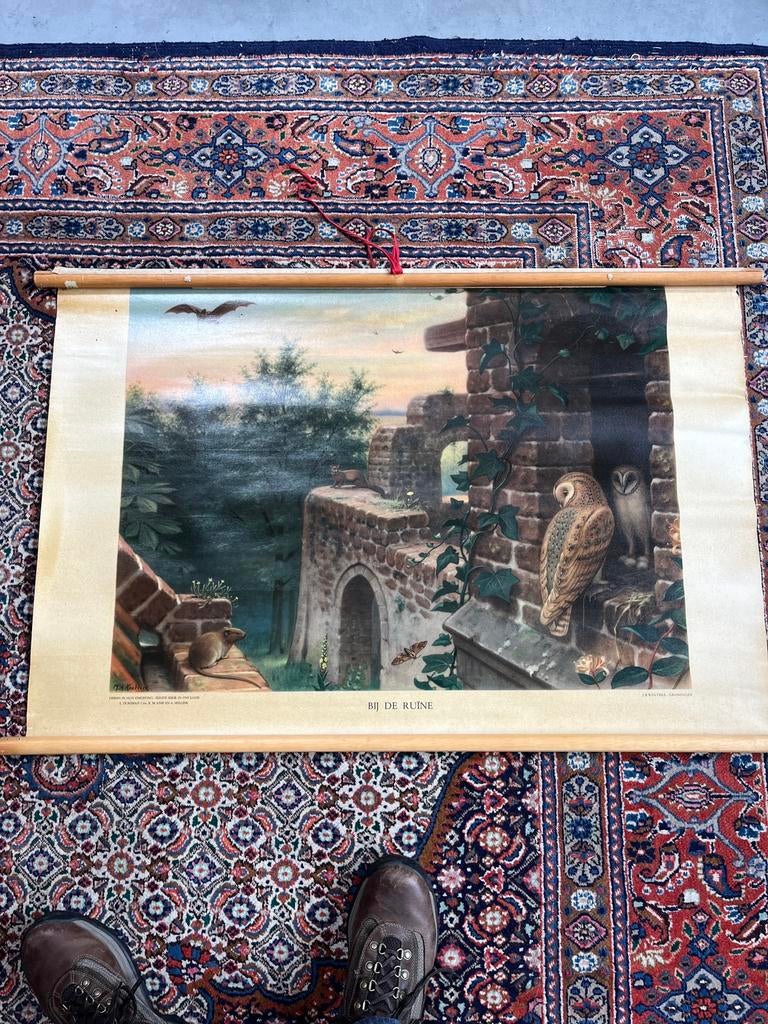 Vintage schoolplaten, Antiek en Kunst, Antiek | Schoolplaten, Ophalen of Verzenden, Natuur en Biologie