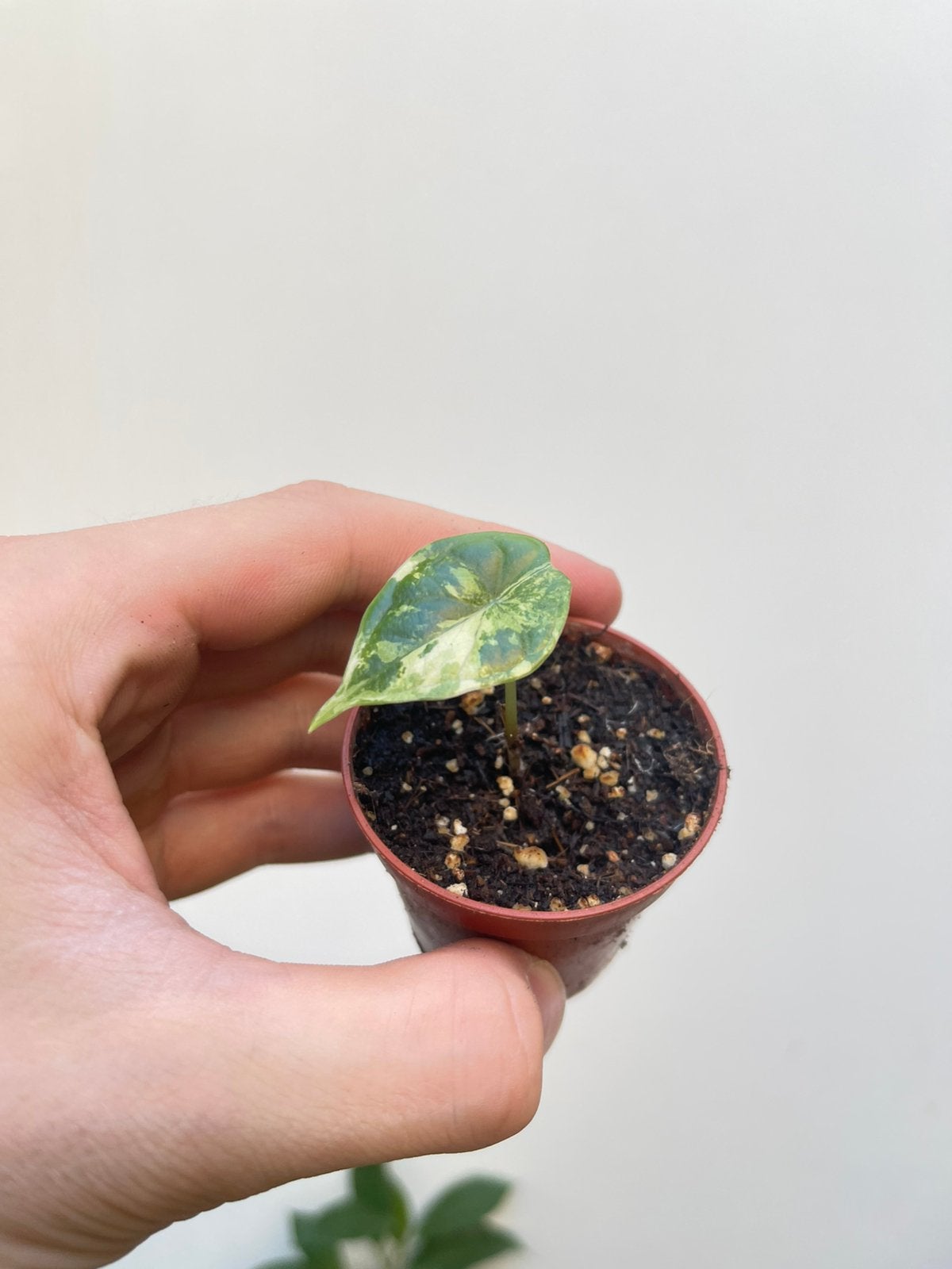 Alocasia dragon scale variegata, Ophalen, Halfschaduw, Minder dan 100 cm