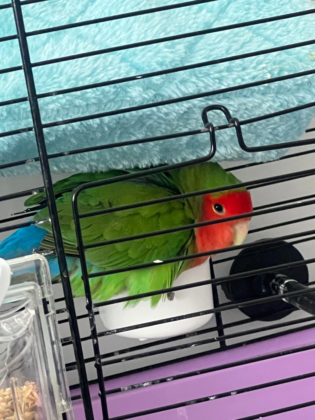 Agapornis zoekt een liefdevol nieuw thuis