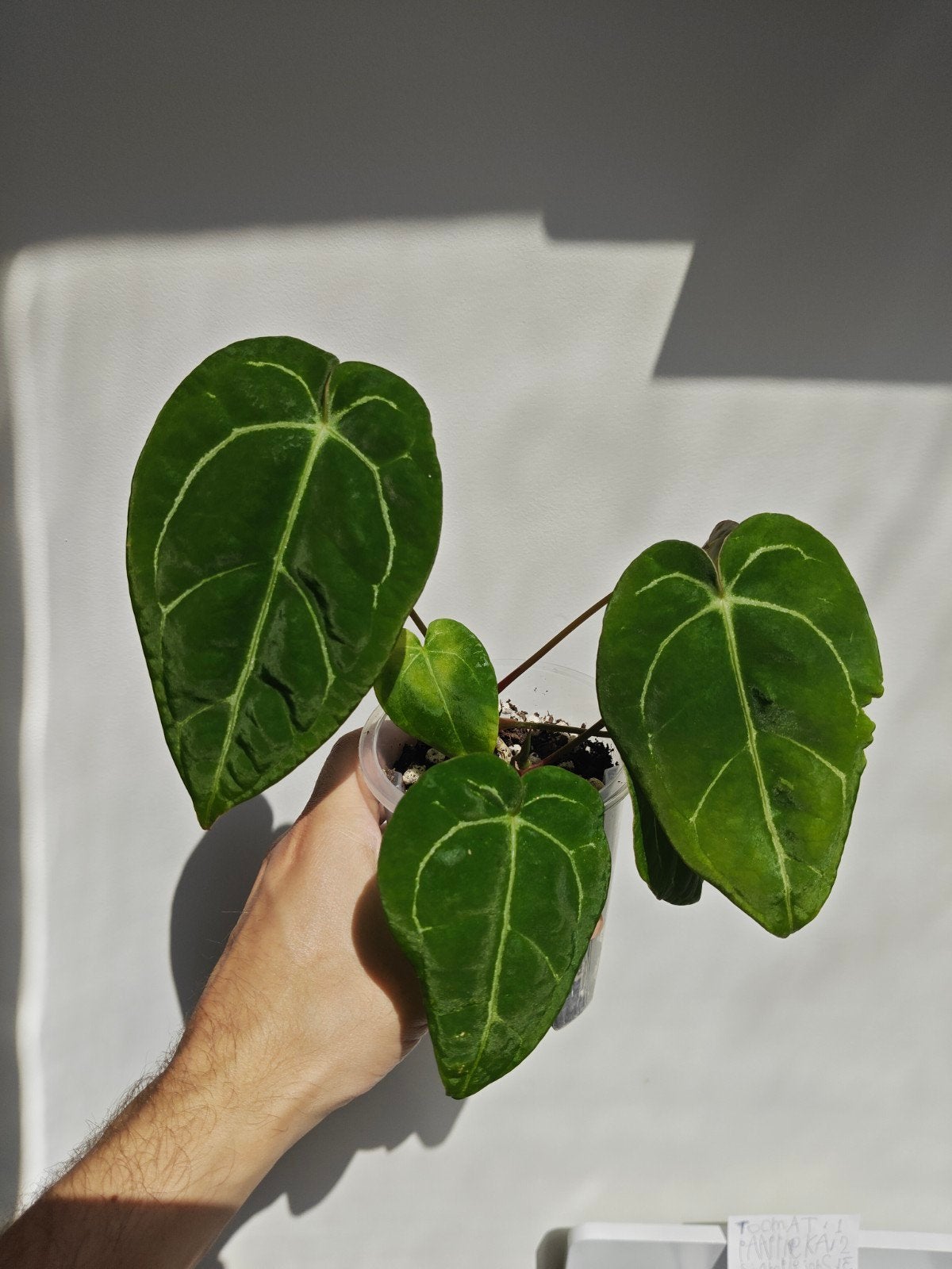 Anthurium King of Spades x • Twee stekjes beschikbaar, Overige soorten, Minder dan 100 cm, Groene kamerplant, Halfschaduw