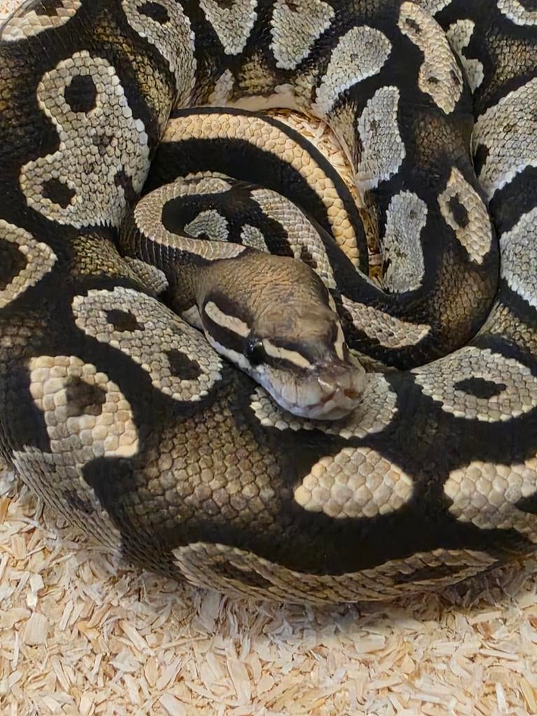 #Ballpython #koningspython #python regius Ball Python - male for sale from MiSa