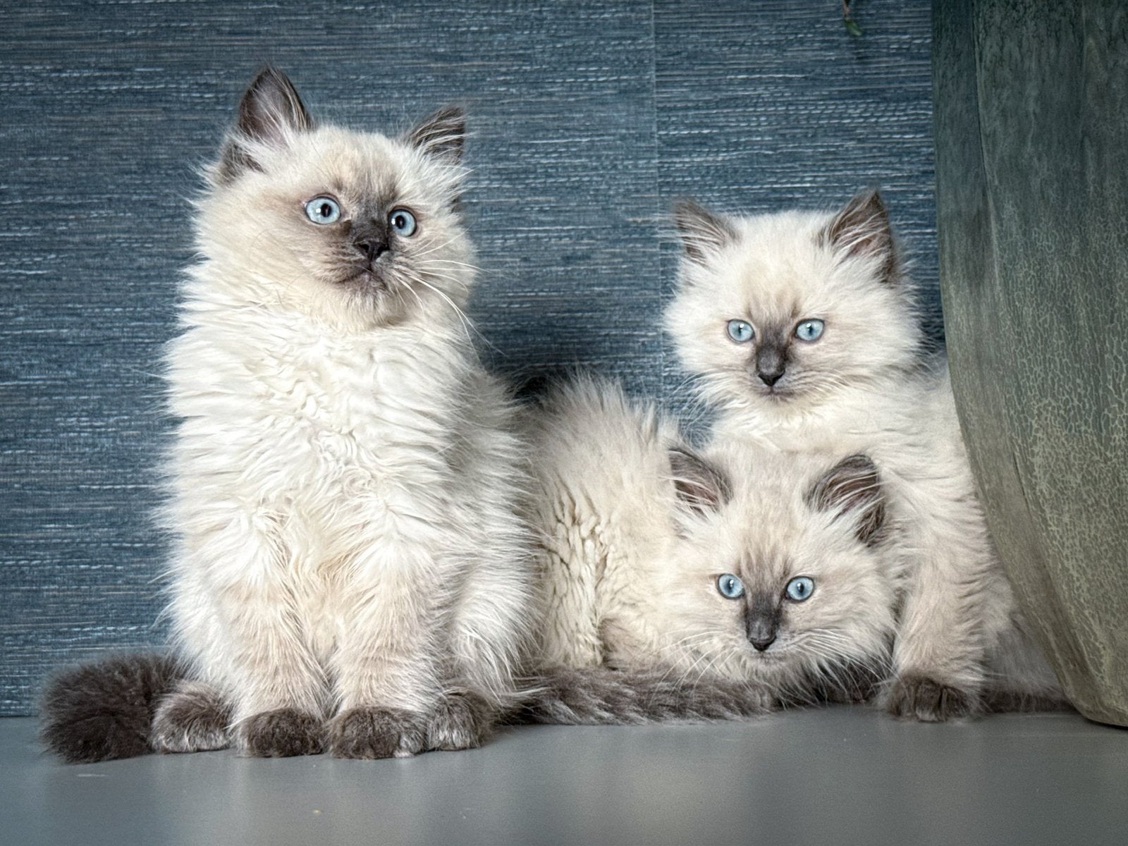 Zeer lieve knappe raszuivere blue point Ragdoll kittens, Dieren en Toebehoren, Katten en Kittens | Raskatten | Langhaar, Kater