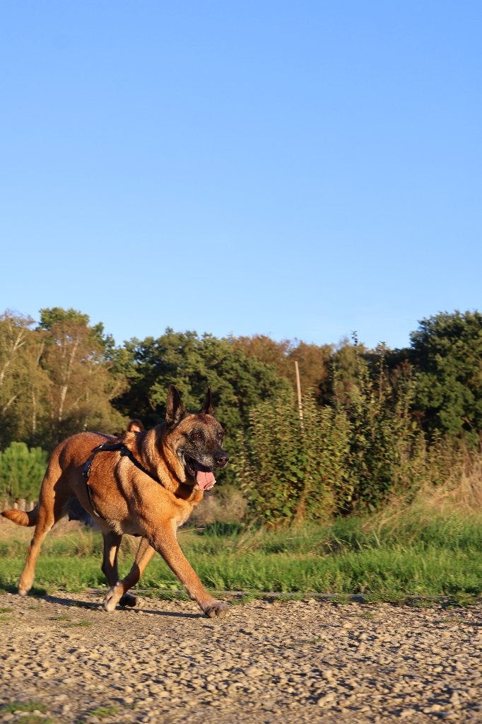 Liefdevolle herdershond zoekt haar warme gezin!, 6 jaar of ouder, Teef, Eén hond, CDV (hondenziekte)