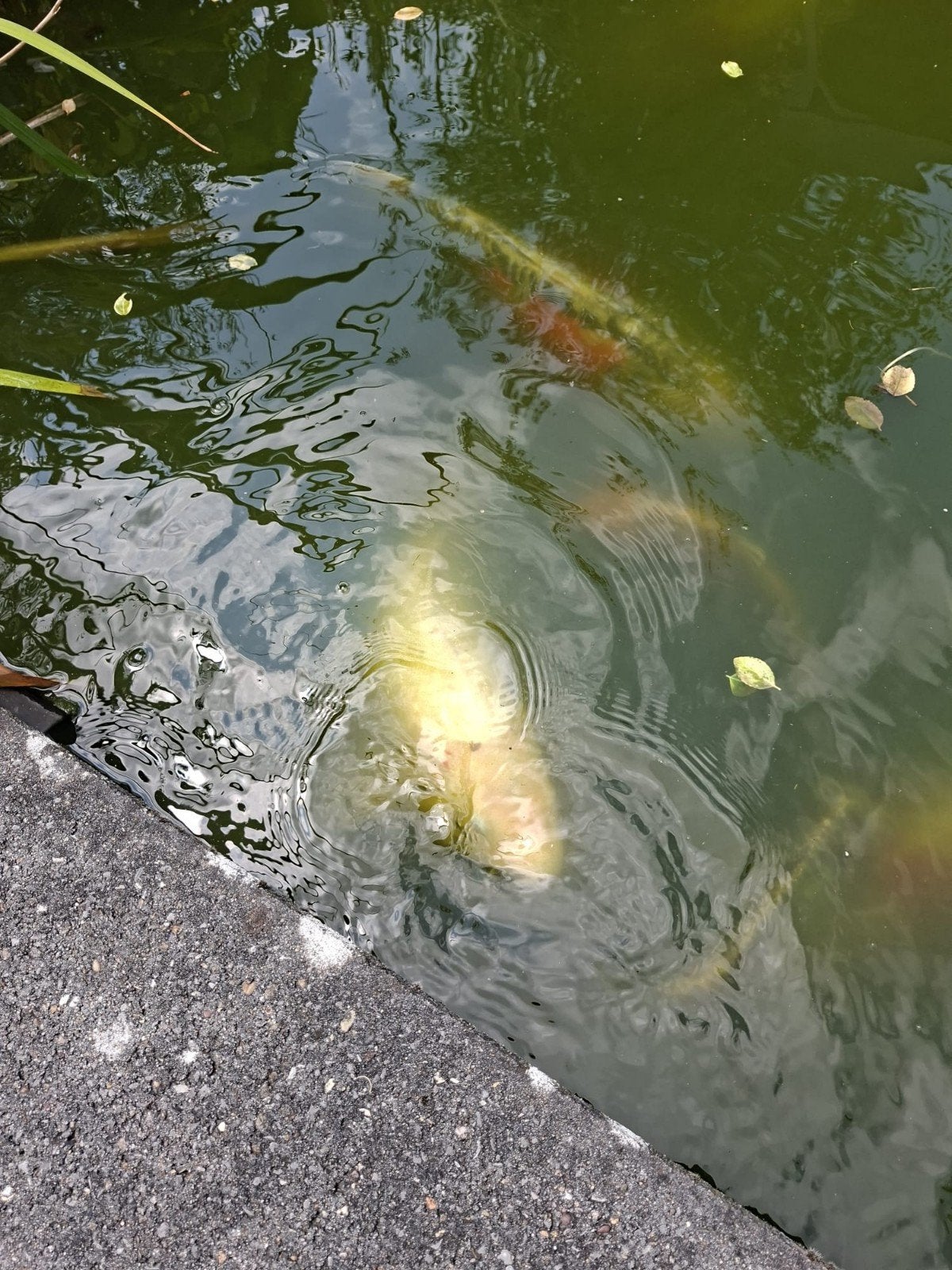 Karpers, Karper of Koi