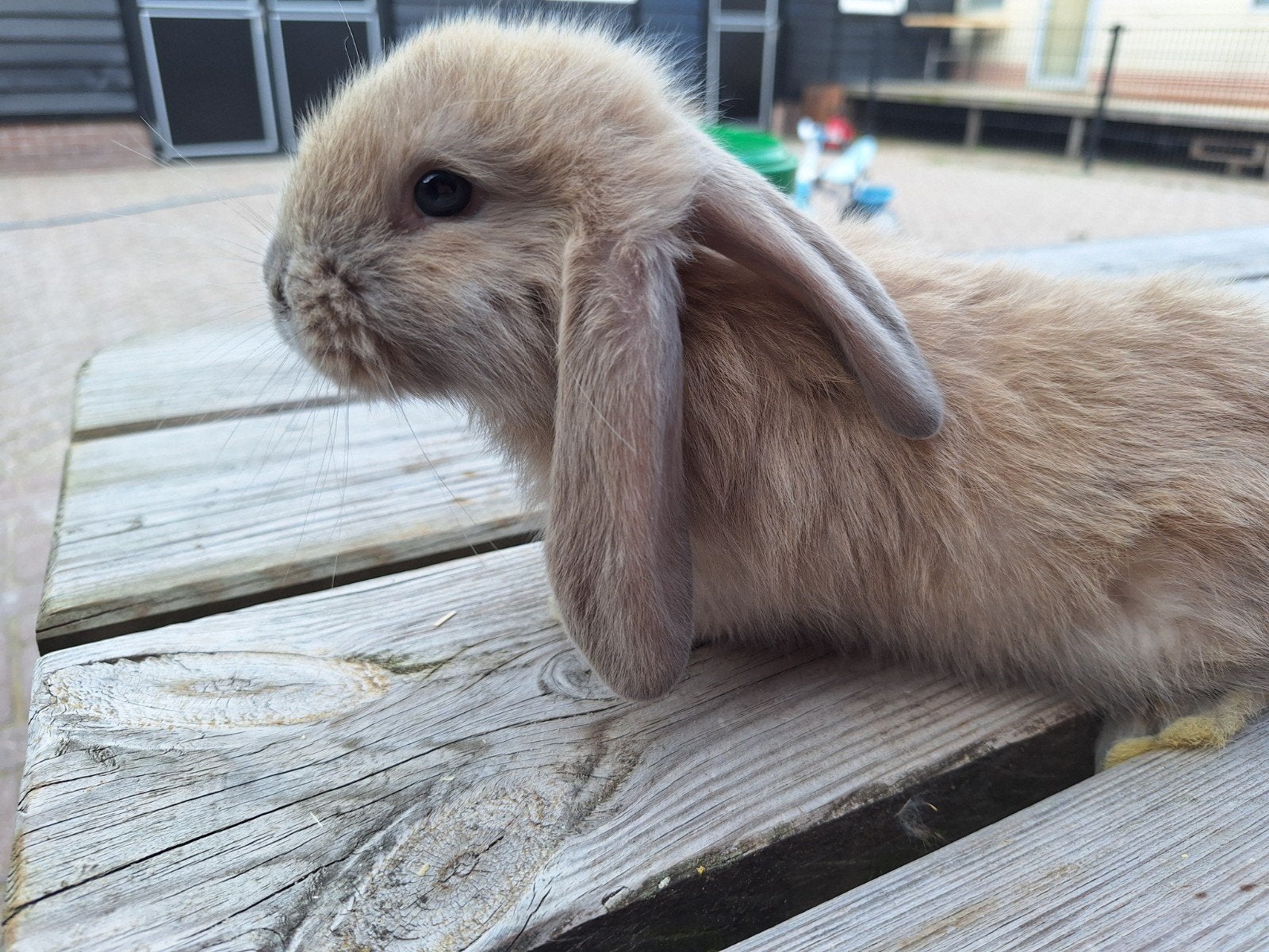 Raszuivere Franse Hangoor konijnen, Meerdere dieren, Groot, Hangoor