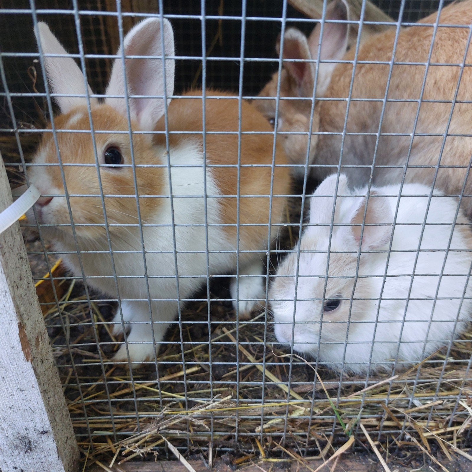 Mooi stel konijnentjes klein  soort bruin witen, Dieren en Toebehoren, Konijnen, Meerdere dieren, Dwerg