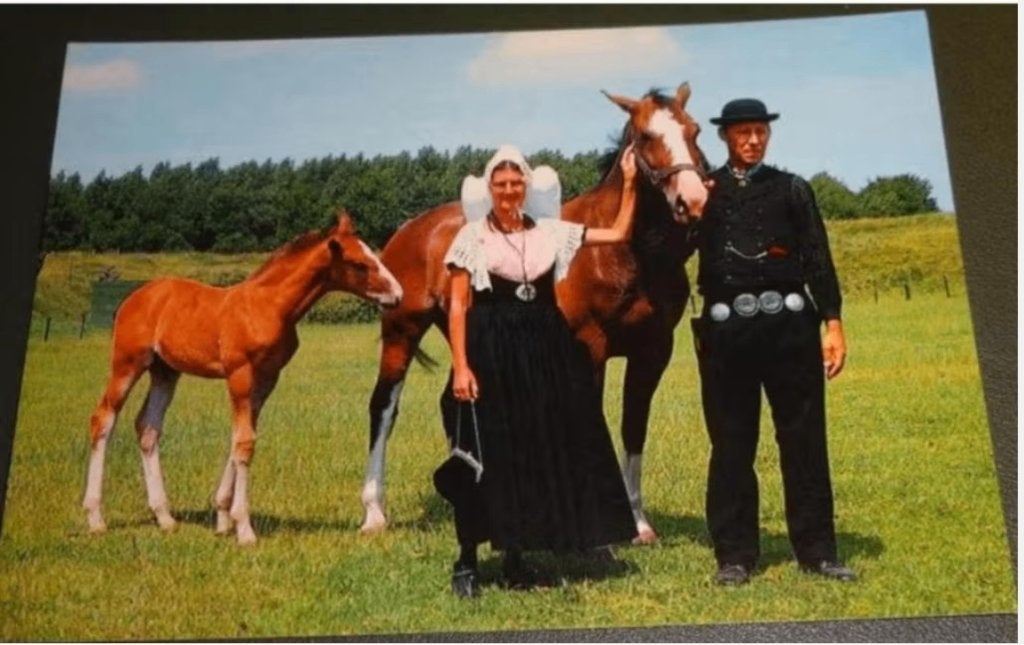 Paarden - Zeeuwse Klederdracht, Verzenden, 1960 tot 1980, Ongelopen, Paard