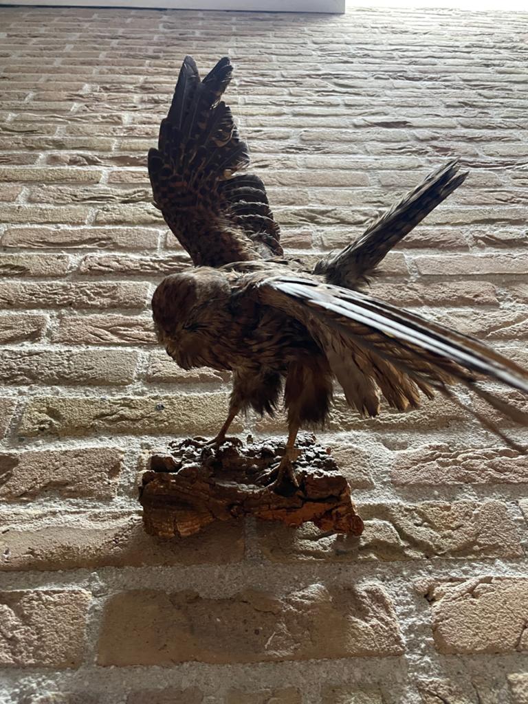Opgezette Torenvalk - Prachtige Decoratie, Dieren en Toebehoren, Pluimvee