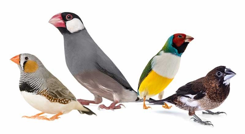 gezocht tropische vogels, Dieren en Toebehoren, Meerdere dieren, Tropenvogel, Geringd