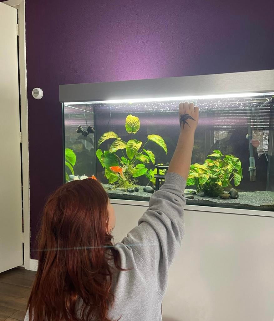 Eheim aquarium vivaline 240 liter wit, Dieren en Toebehoren, Reptielen en Amfibieën | Toebehoren, Ophalen, Gebruikt
