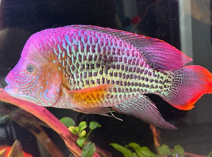XL green terror cichlide gezocht !!, Dieren en Toebehoren, Vis