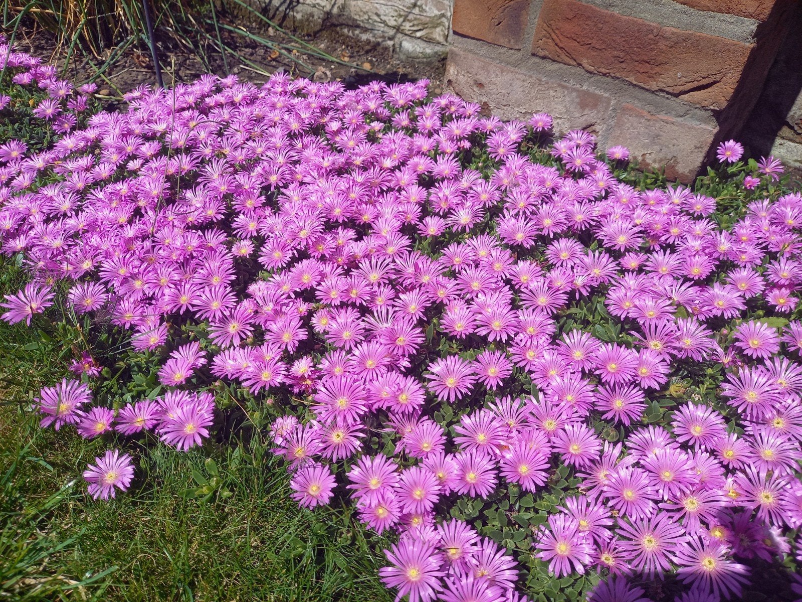 rotsplant#bodembedekker#sedumdak#delosperma, Ophalen, Bodembedekkers, Halfschaduw