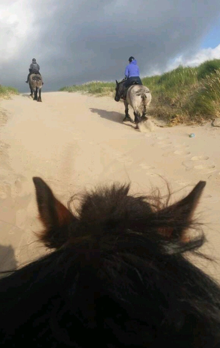 Volwassen paardenverzorger aangeboden, Dieren en Toebehoren, Ophalen