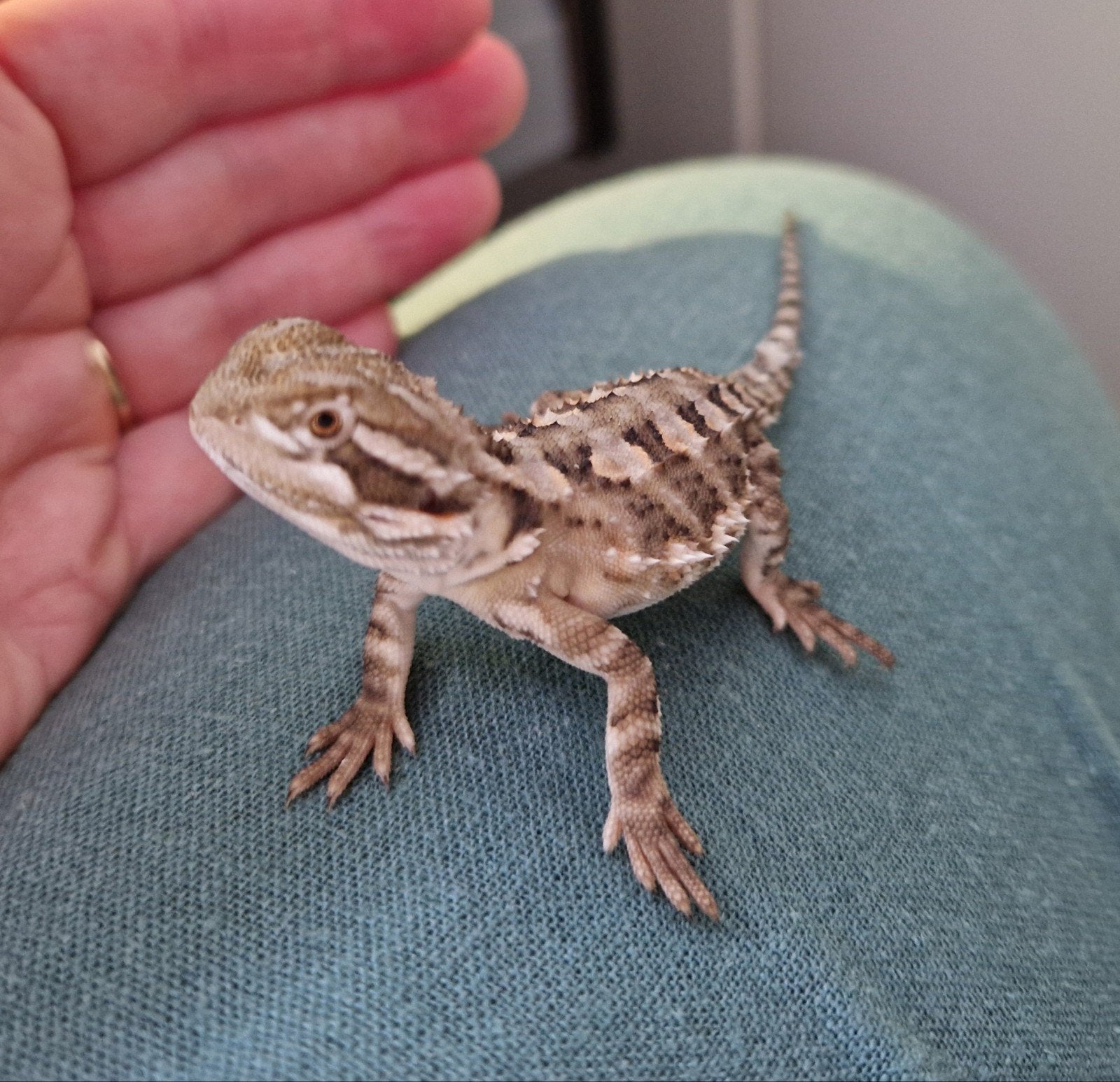 Pogona Henrylawsoni Dwerg Baardagaam, Dieren en Toebehoren, Reptielen en Amfibieën, Hagedis, 0 tot 2 jaar