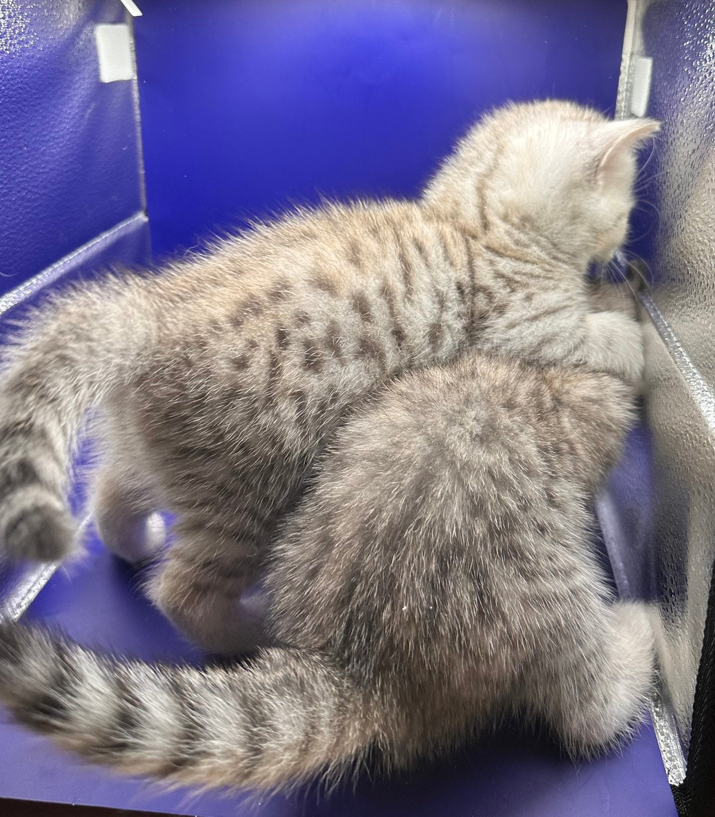 Prachtige Britse korthaar kittens beschikbaar met Stamboom, Met stamboom, 0 tot 2 jaar