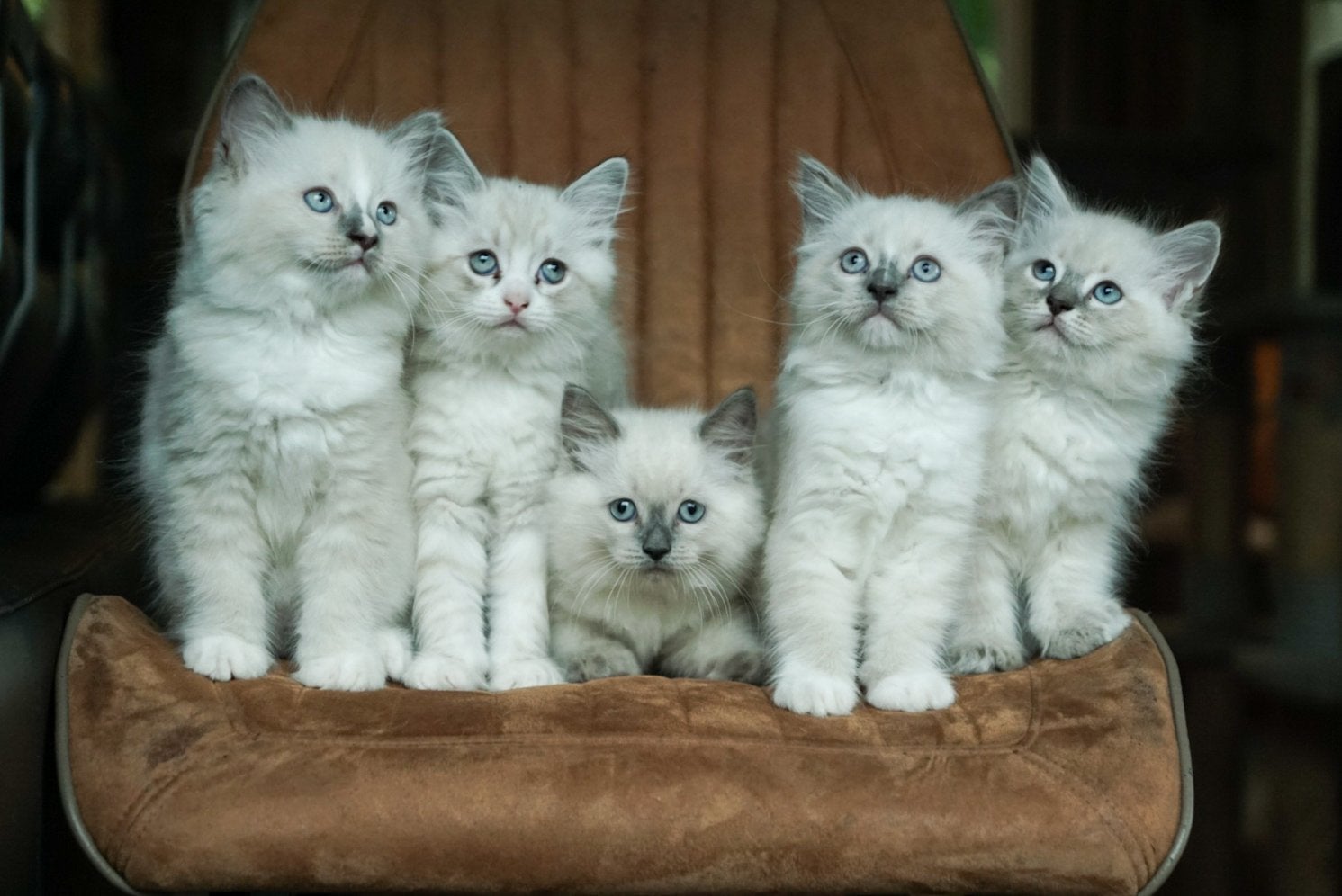 Ragdoll katers, Kater, Langharig
