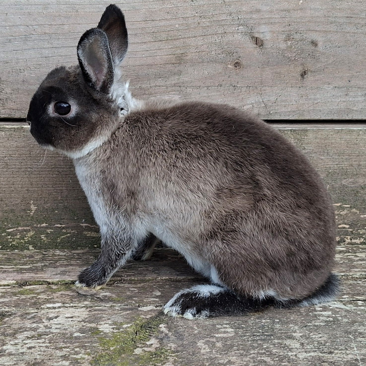 Rex dwerg voedster, Dieren en Toebehoren, Konijnen, Vrouwelijk, Dwerg, 0 tot 2 jaar