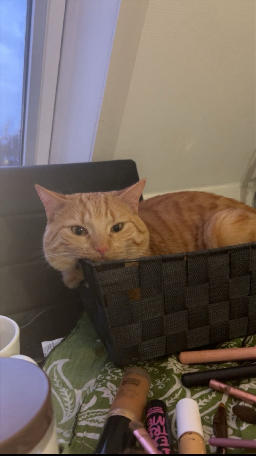 Lieve gecastreerde kater zoekt een liefdevol nieuw thuis ️, Dieren en Toebehoren, Meerdere dieren