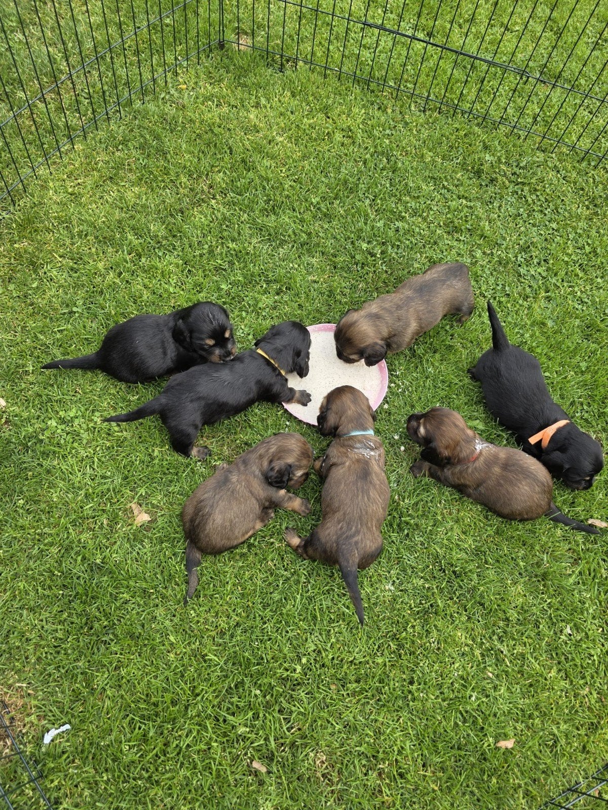 Kaninchen teckels zoeken huisje, teefje, Kaninchen, Parvo, Nederland, 8 tot 15 weken