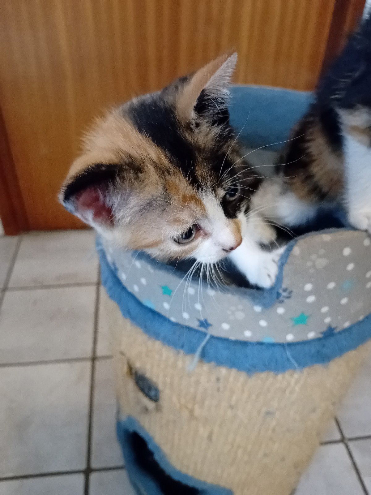 Super mooi lapjes poesje., Dieren en Toebehoren, Katten en Kittens | Overige Katten, Meerdere dieren, Kortharig, 0 tot 2 jaar