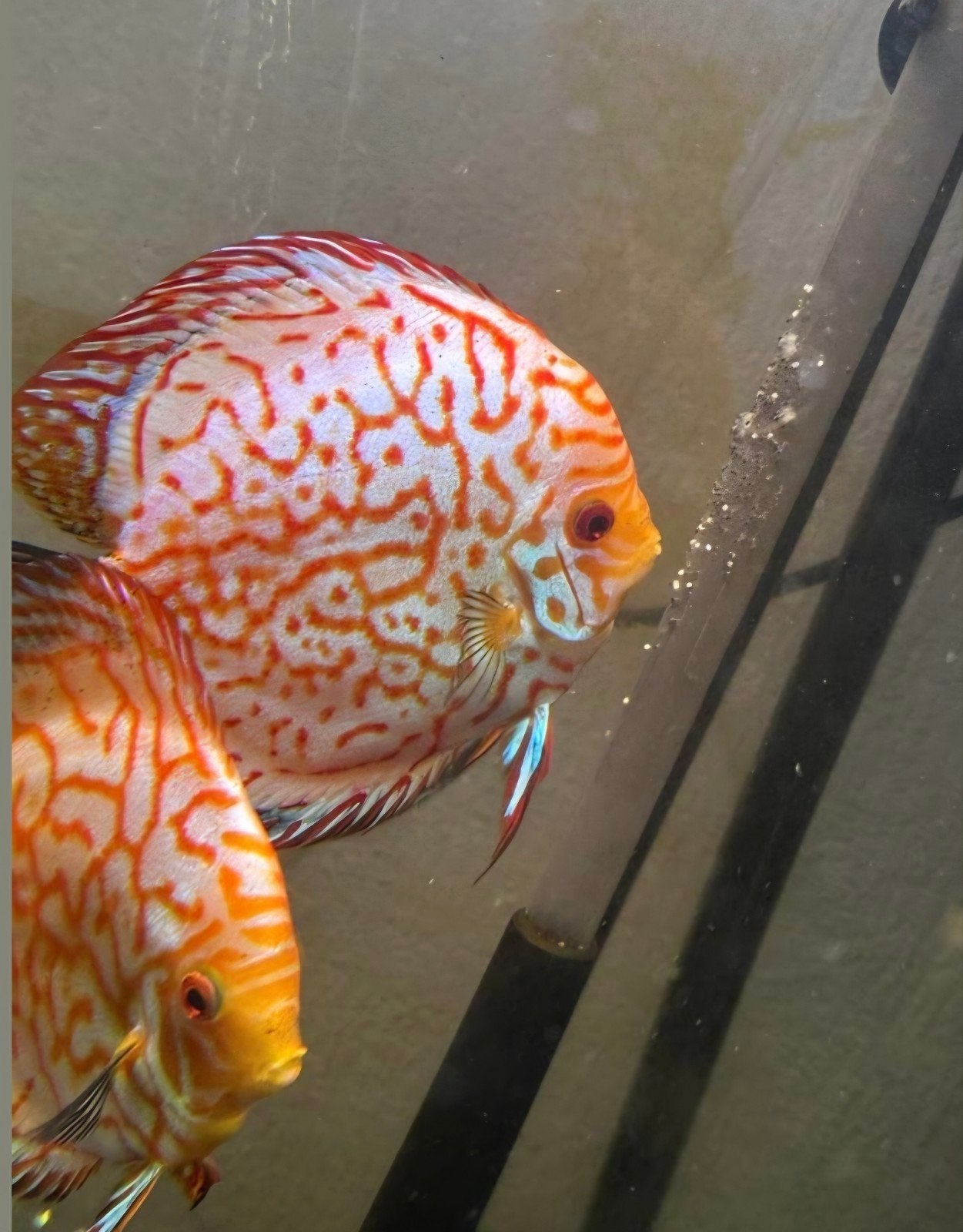 Discus vissen koppel, Dieren en Toebehoren, Vis