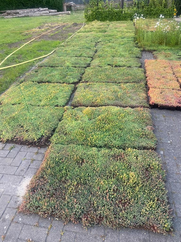 Sedum matten en sedum cassettes voor tuin of dak, Tuin en Terras, Ophalen of Verzenden, Volle zon
