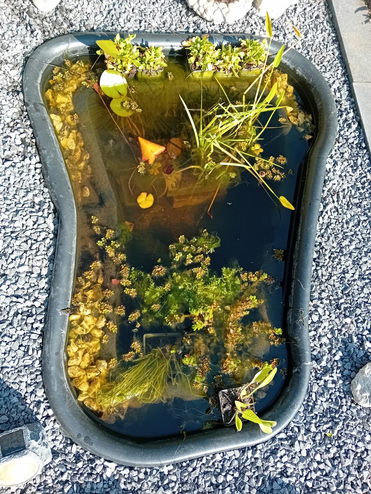 Vijver inclusief planten , 250 liter, Ophalen, Zo goed als nieuw