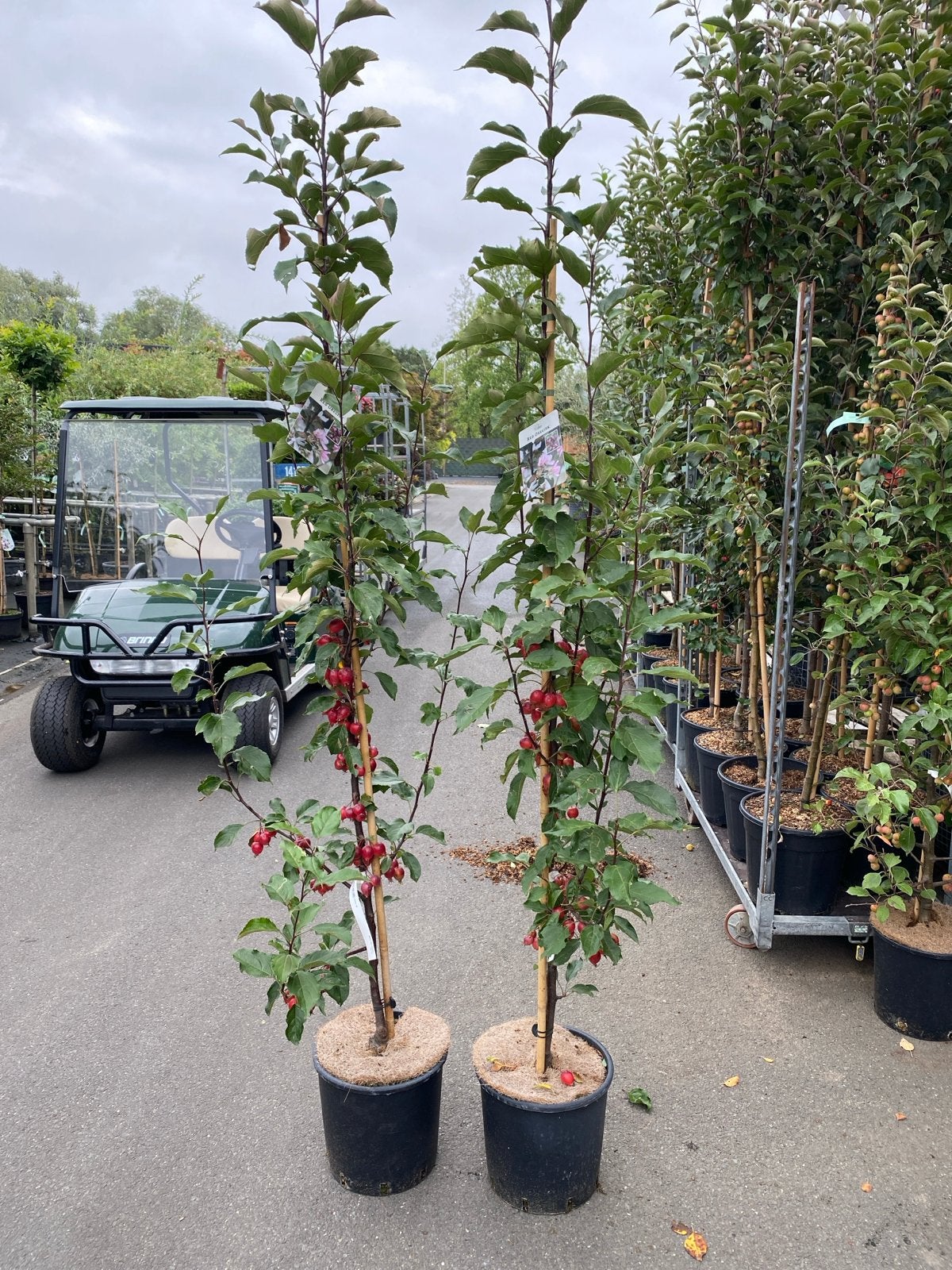 Malus 'Red Obelisk' - 2 meter hoog, Ophalen, Lente, Vaste plant, Fruitplanten