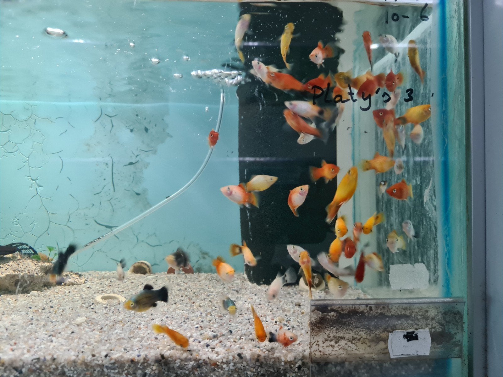 Platy, Xiphophorus Maculatus, Platy's, Dieren en Toebehoren, Vis, Zoetwatervis