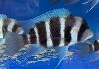 frontosa 6/7 cm €12,50, Dieren en Toebehoren, Vissen | Aquariumvissen, Vis, Zoetwatervis