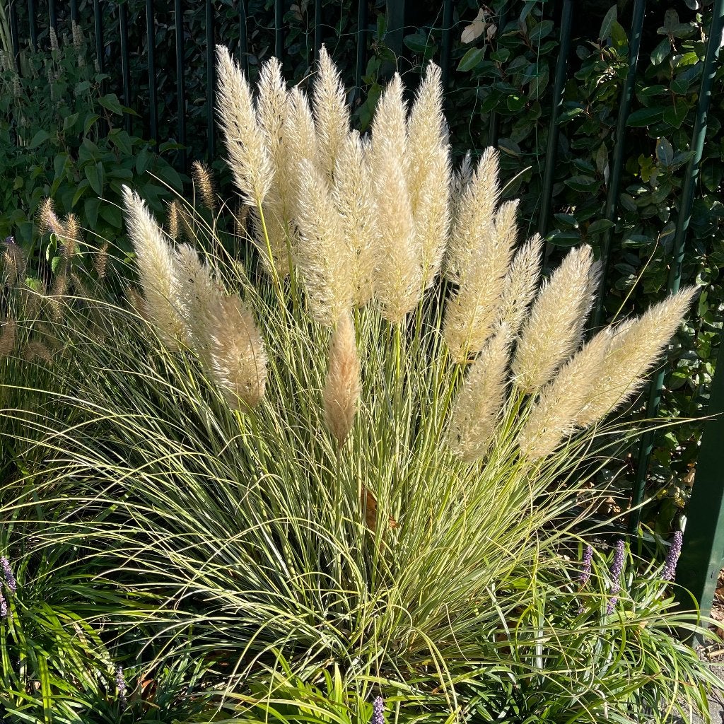 Zaden pampasgras mini (Cortaderia selloana 'Mini Pampas'), Ophalen of Verzenden, Voorjaar, Volle zon, Zaad