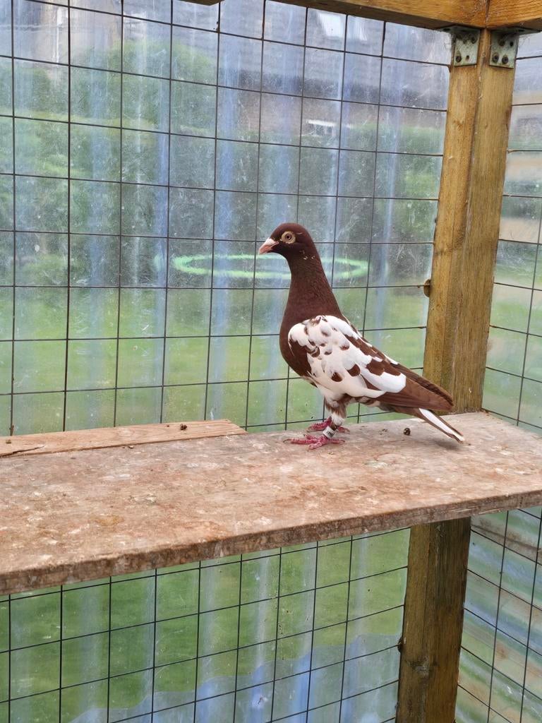 Choco postduiven duiven te koop, Dieren en Toebehoren, Vogels | Duiven, Vrouwelijk, Postduif