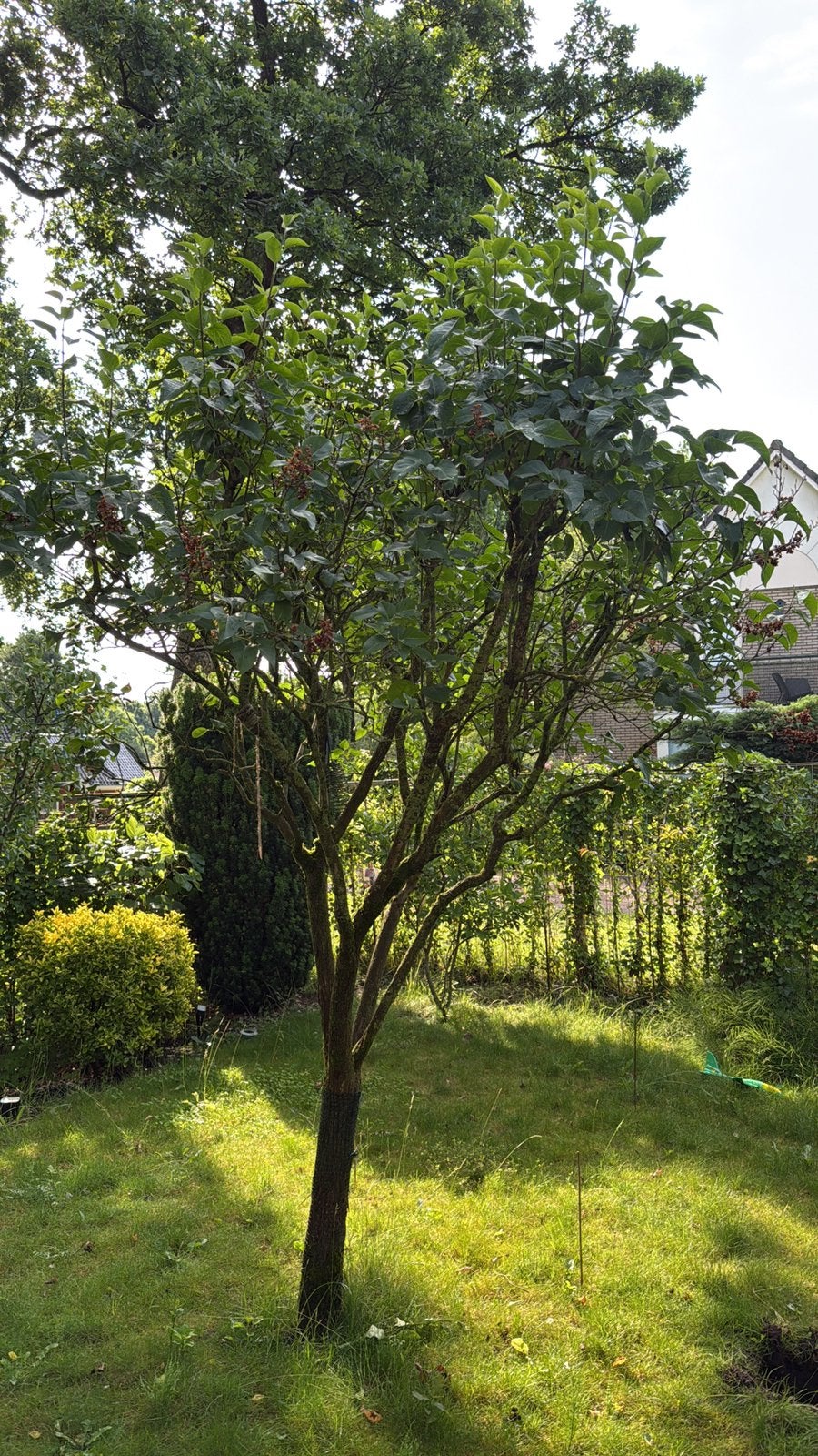 Boom (sering), Ophalen, Halfschaduw, Overige soorten, Lente