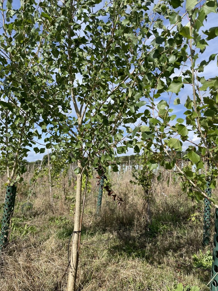 Bomen Populier nigra, Tuin en Terras, Ophalen, Lente, Volle zon, Overige soorten