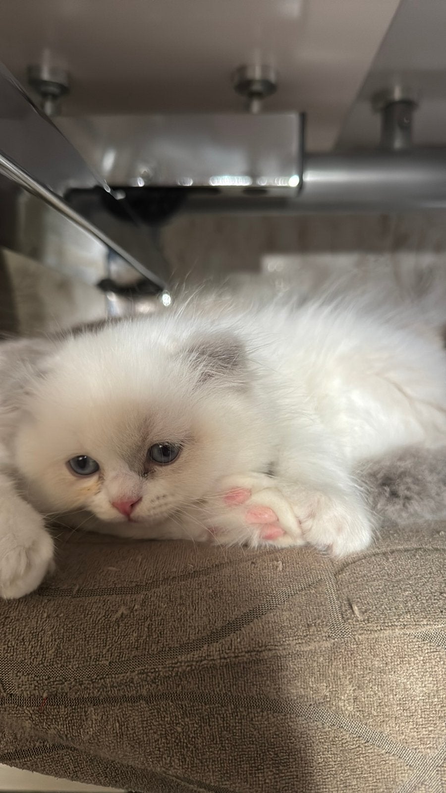 Kittens, Meerdere dieren