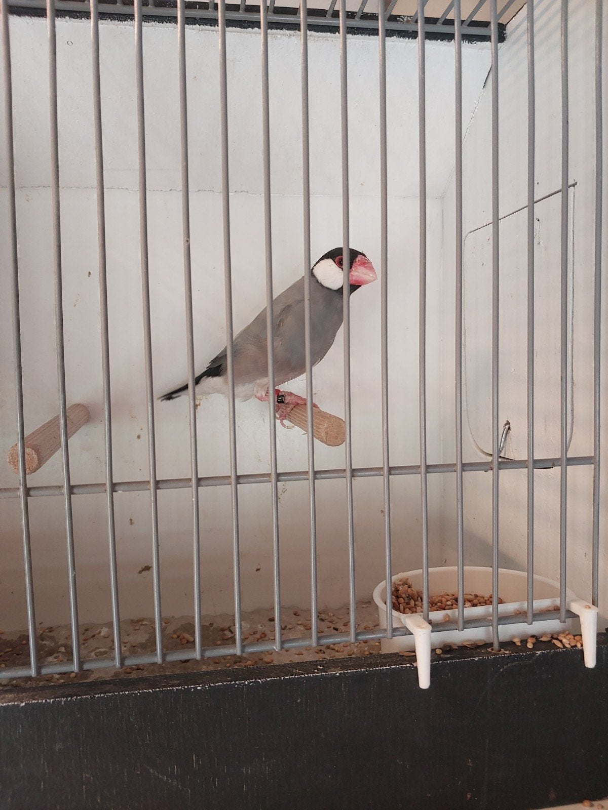 Rijstvogel, Dieren en Toebehoren, Mannelijk, Tropenvogel, Geringd