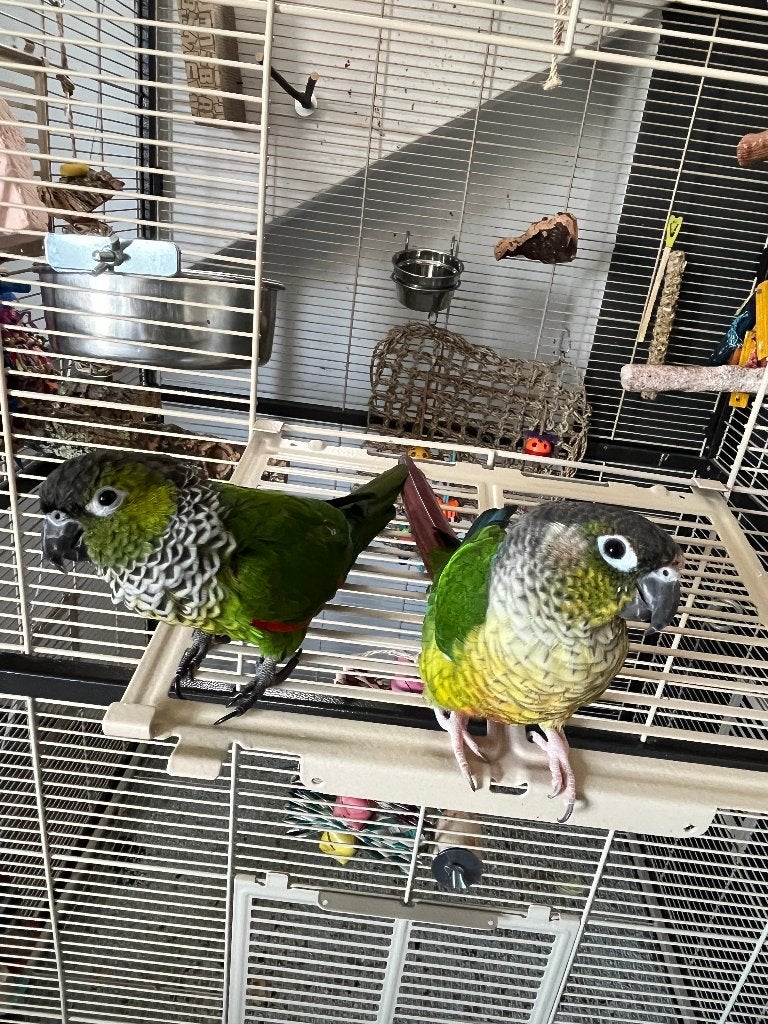 tam pyrrhura koppel, Dieren en Toebehoren, Meerdere dieren, Parkiet, Tam