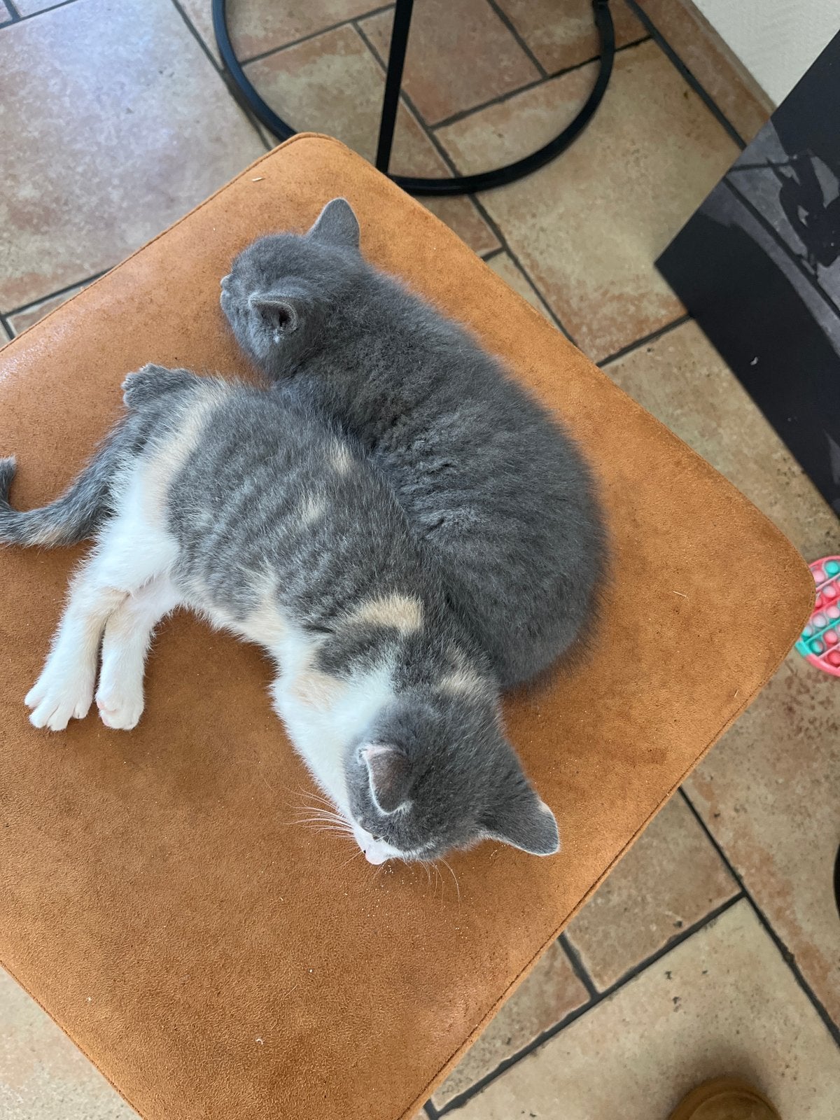Tamme kittens, Dieren en Toebehoren, Meerdere dieren