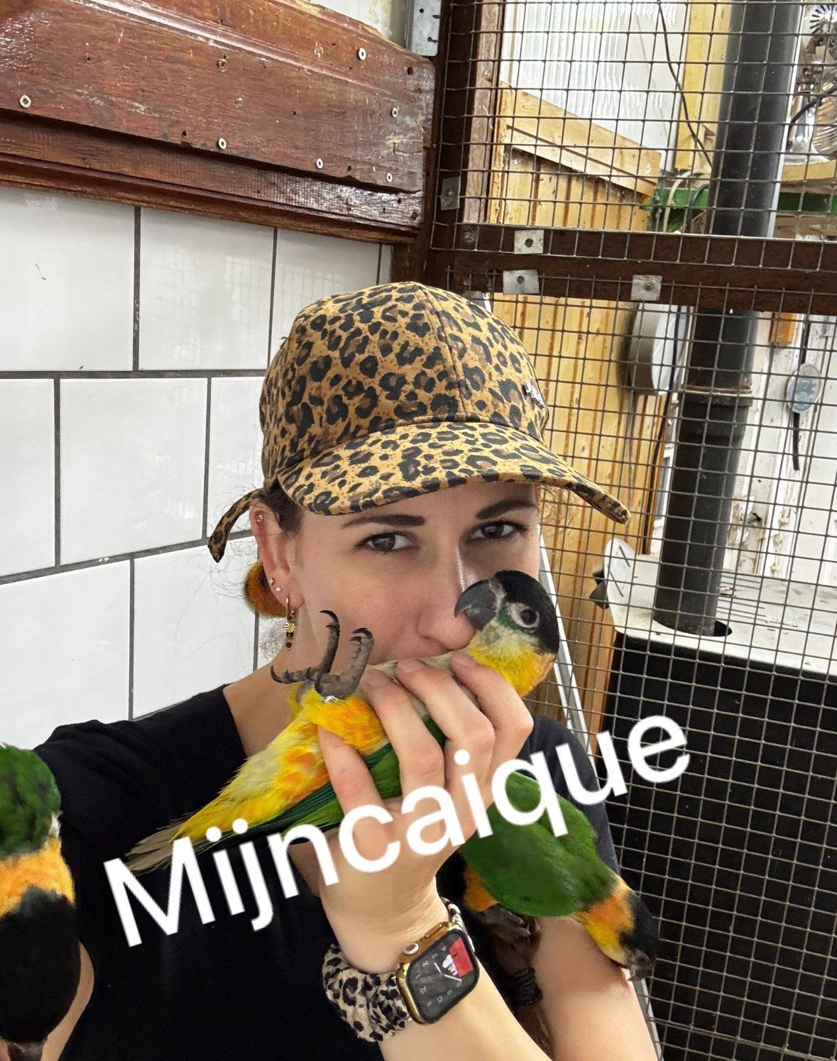 Tamme zwartkop caiques, Meerdere dieren, Papegaai, Tam