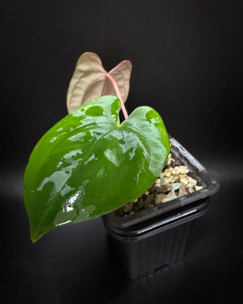 Anthurium Blackjack, Kartel Daun clone, Ophalen of Verzenden, Halfschaduw, Minder dan 100 cm