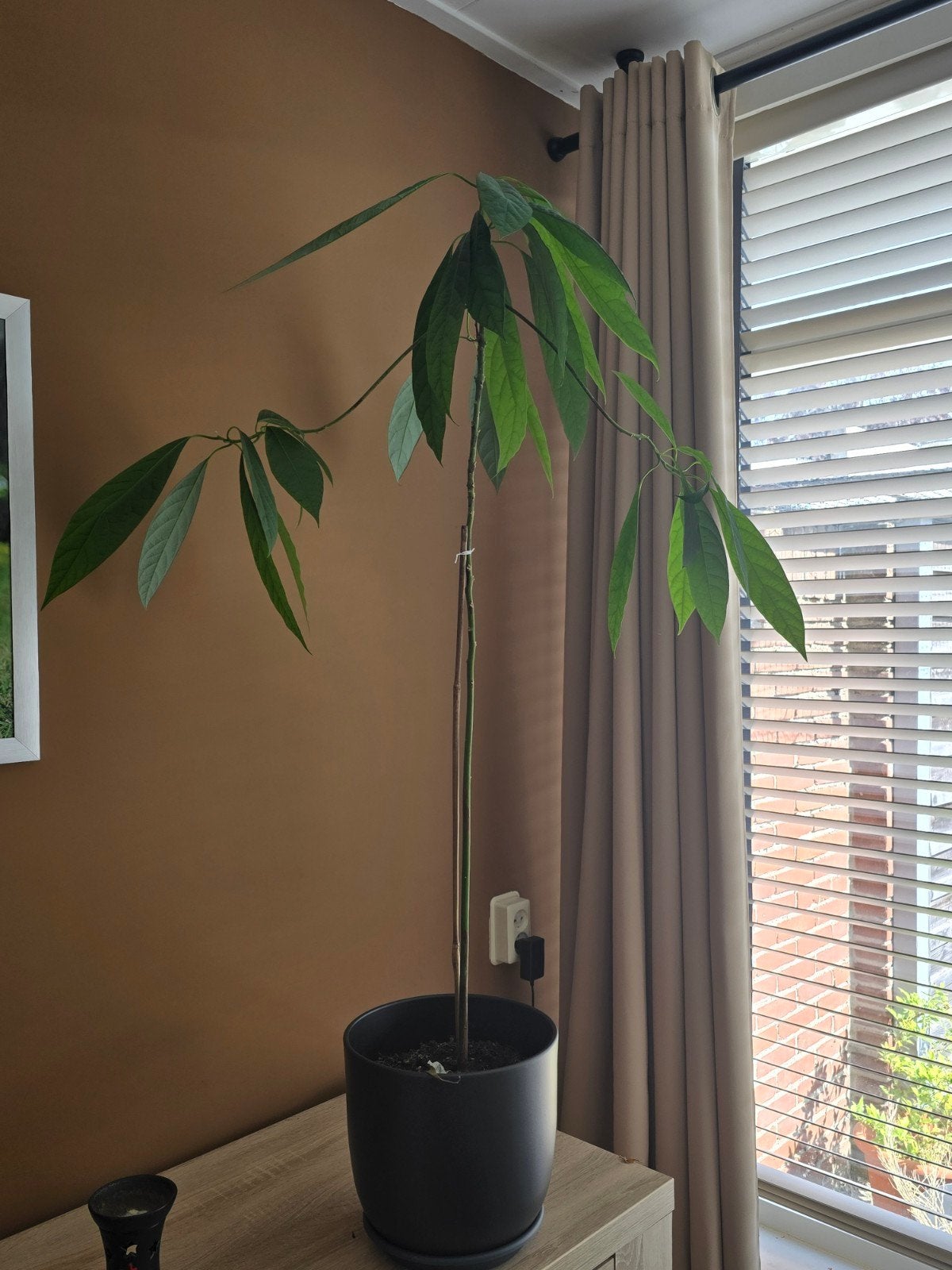 Grote Avocado Plant in Pot, Huis en Inrichting, Kamerplanten, Ophalen, Overige soorten, Halfschaduw, In pot