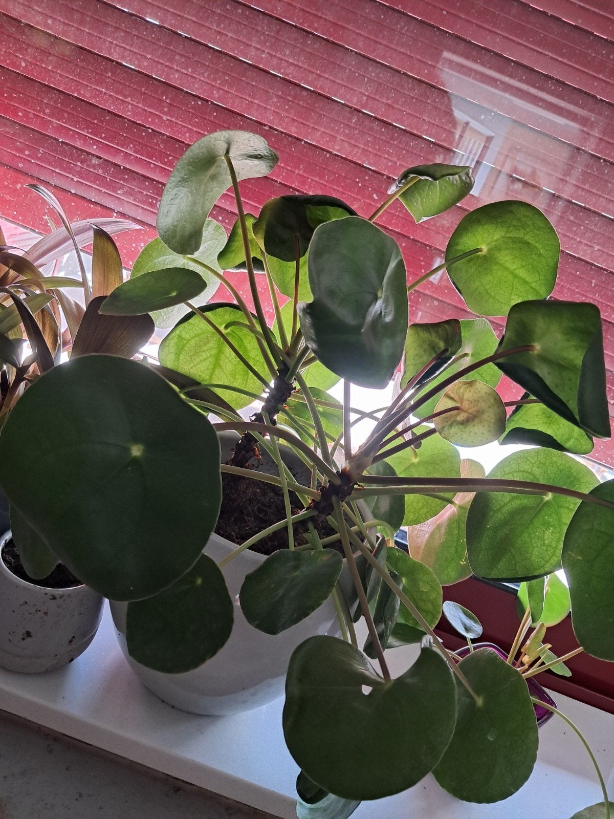Grote pannenkoek planten, Huis en Inrichting, Ophalen, Volledige schaduw, Overige soorten, Minder dan 100 cm