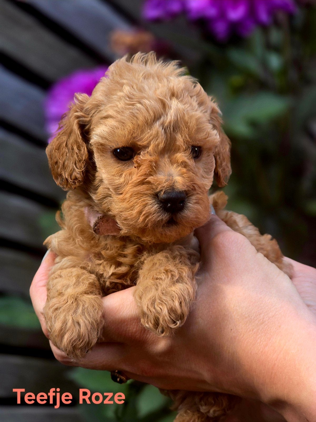 Super mooie, lieve, speelse dwerpoedel pups, Dieren en Toebehoren, Honden | Chihuahua's en Gezelschapshonden, Poedel, Parvo, 8 tot 15 weken