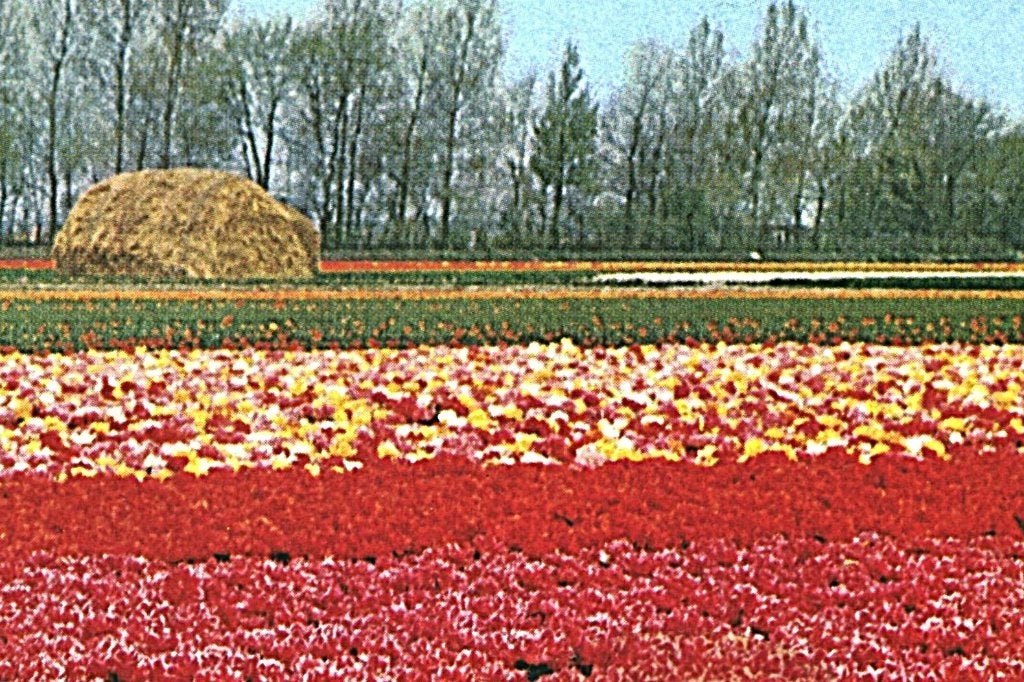 805420 Holland in Bloementooi Met geursticker  Onbeschreven, Verzamelen, Ophalen of Verzenden, 1960 tot 1980, Ongelopen, Noord-Holland